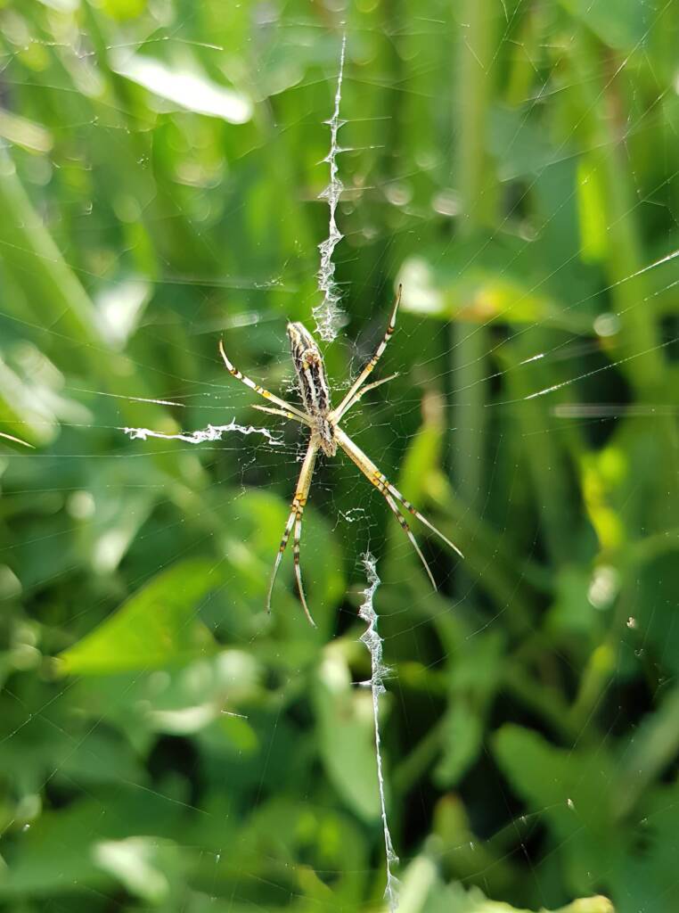 Long-tailed St. Andrews Cross Spider (Argiope protensa), Alice Springs, NT