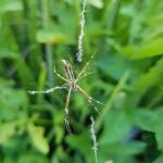 Long-tailed St. Andrews Cross Spider (Argiope protensa), Alice Springs, NT