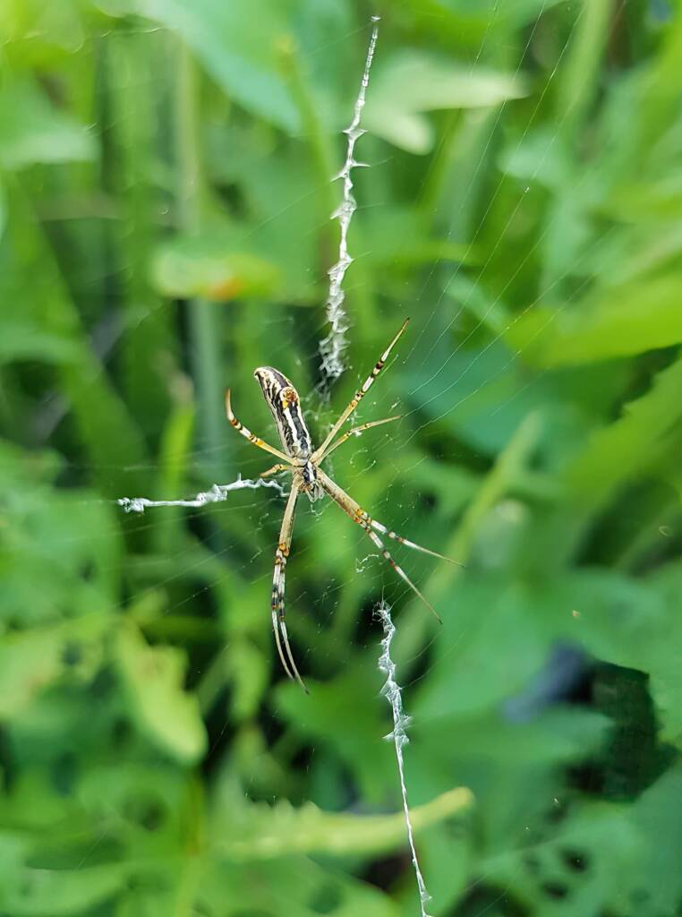 Long-tailed St. Andrews Cross Spider (Argiope protensa), Alice Springs, NT