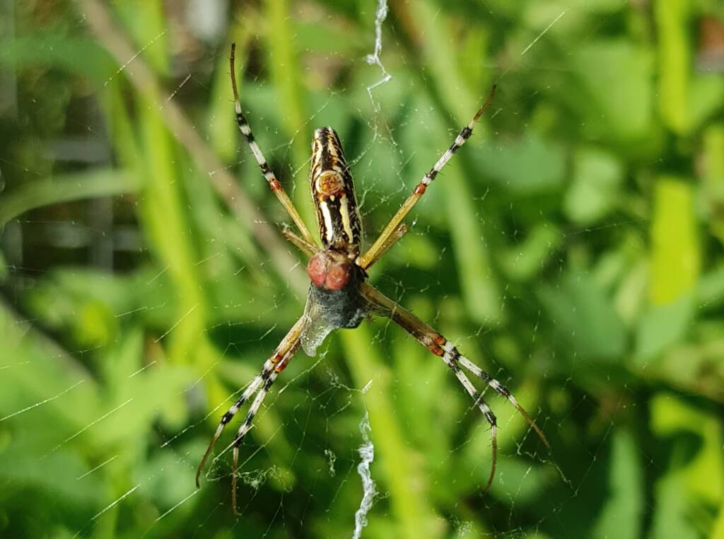 Long-tailed St. Andrews Cross Spider (Argiope protensa) with fly, Alice Springs NT