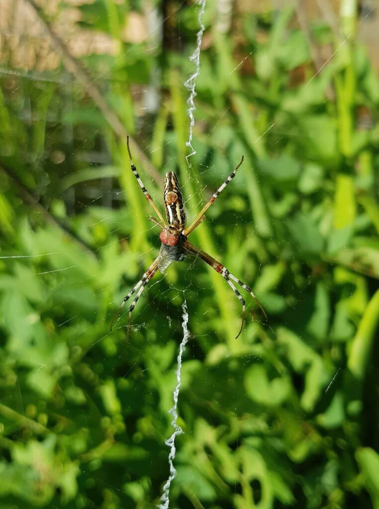 Long-tailed St. Andrews Cross Spider (Argiope protensa) with fly, Alice Springs NT