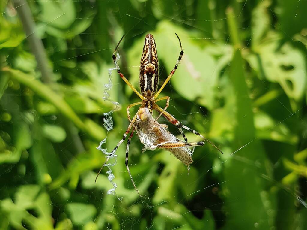 Long-tailed St. Andrews Cross Spider (Argiope protensa) with grasshopper, Alice Springs NT