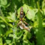 Long-tailed St. Andrews Cross Spider (Argiope protensa) with grasshopper, Alice Springs NT
