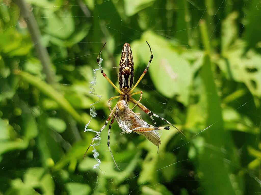 Long-tailed St. Andrews Cross Spider (Argiope protensa) with grasshopper, Alice Springs NT