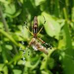 Long-tailed St. Andrews Cross Spider (Argiope protensa) with grasshopper, Alice Springs NT