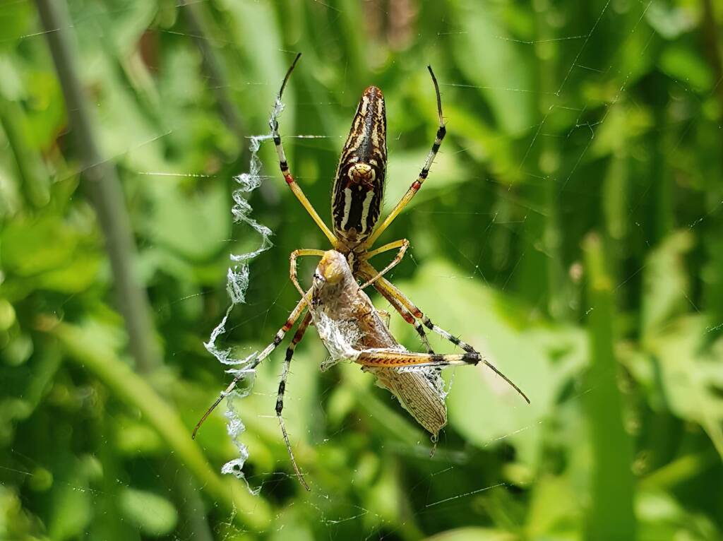 Long-tailed St. Andrews Cross Spider (Argiope protensa) with grasshopper, Alice Springs NT