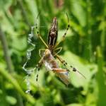 Long-tailed St. Andrews Cross Spider (Argiope protensa) with grasshopper, Alice Springs NT