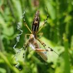 Long-tailed St. Andrews Cross Spider (Argiope protensa) with grasshopper, Alice Springs NT