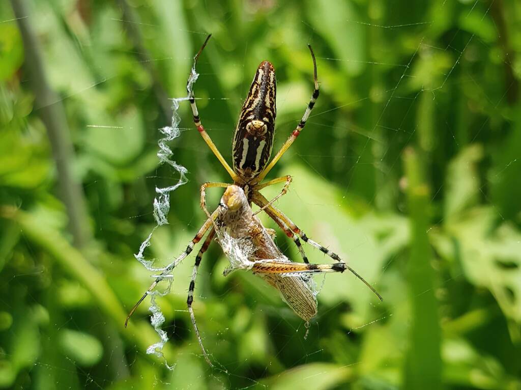 Long-tailed St. Andrews Cross Spider (Argiope protensa) with grasshopper, Alice Springs NT
