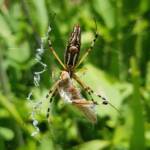 Long-tailed St. Andrews Cross Spider (Argiope protensa) with grasshopper, Alice Springs NT