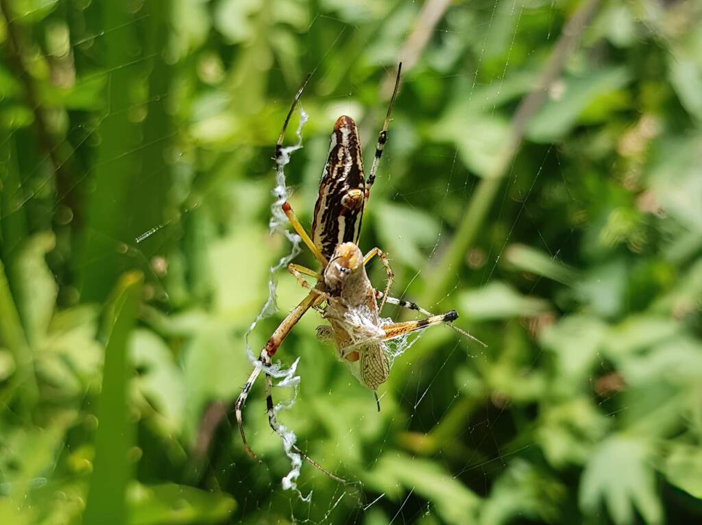 Long-tailed St. Andrews Cross Spider (Argiope protensa) with grasshopper, Alice Springs NT