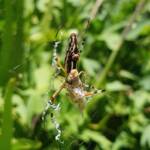 Long-tailed St. Andrews Cross Spider (Argiope protensa) with grasshopper, Alice Springs NT
