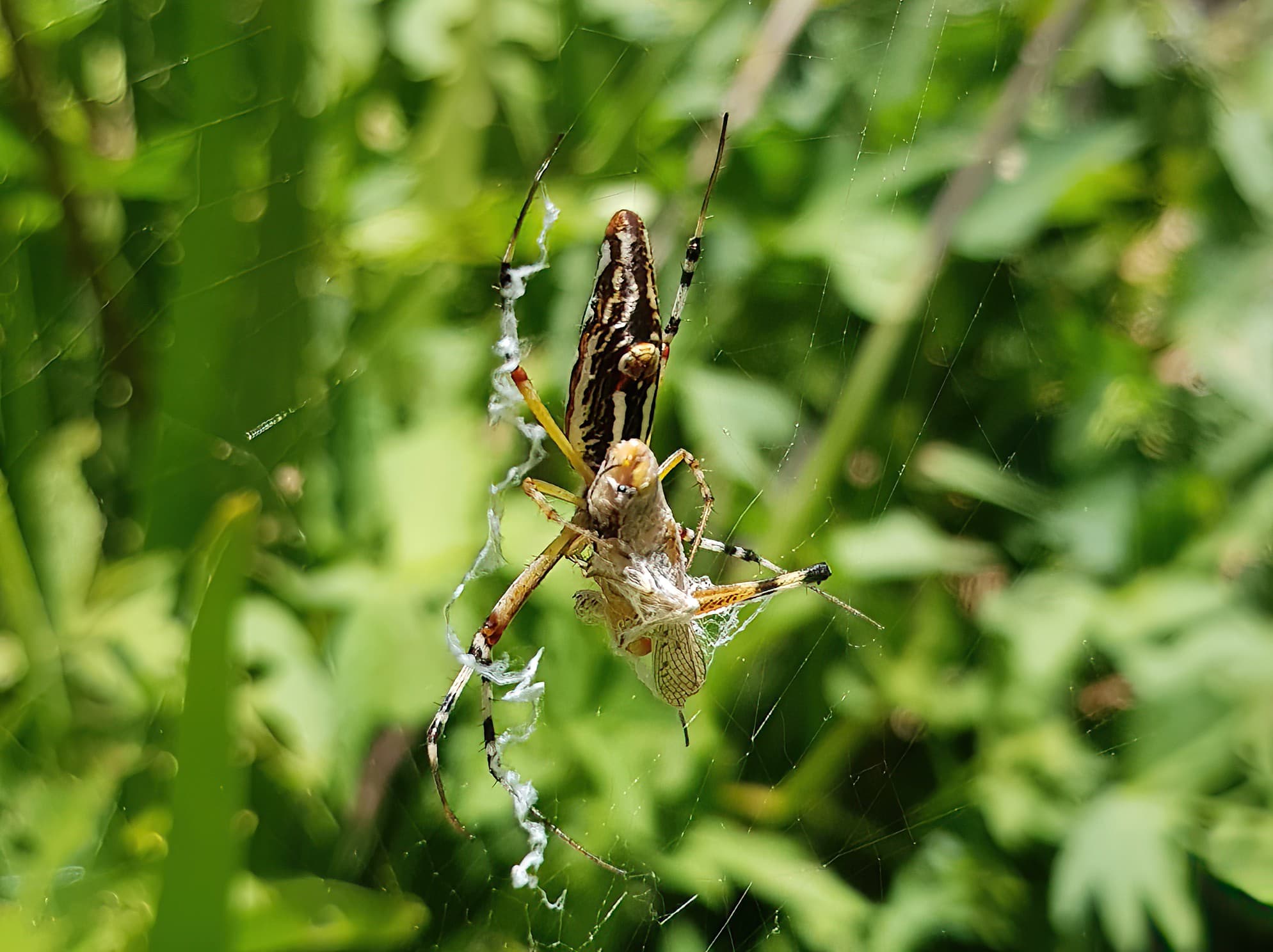 Long-tailed St. Andrews Cross Spider (Argiope protensa) with grasshopper, Alice Springs NT