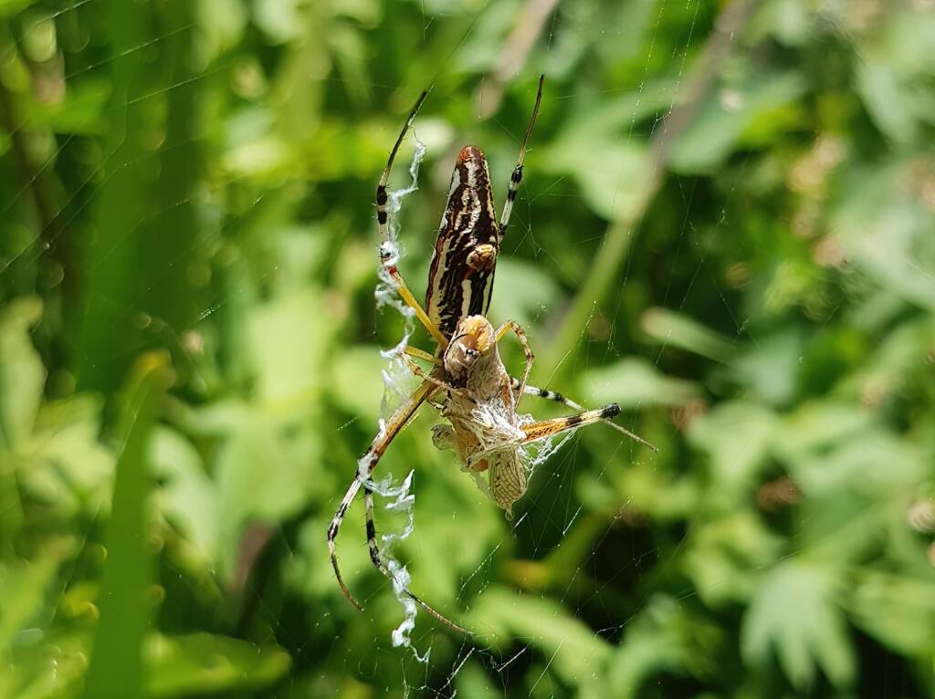 Long-tailed St. Andrews Cross Spider (Argiope protensa) with grasshopper, Alice Springs NT