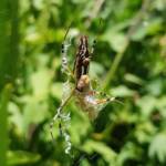 Long-tailed St. Andrews Cross Spider (Argiope protensa) with grasshopper, Alice Springs NT