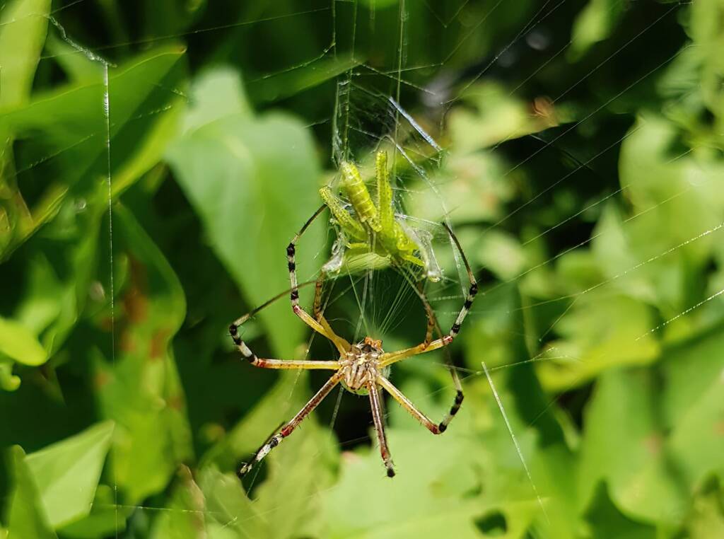 Long-tailed St. Andrews Cross Spider (Argiope protensa) with grasshopper, Alice Springs NT