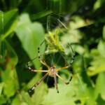 Long-tailed St. Andrews Cross Spider (Argiope protensa) with grasshopper, Alice Springs NT