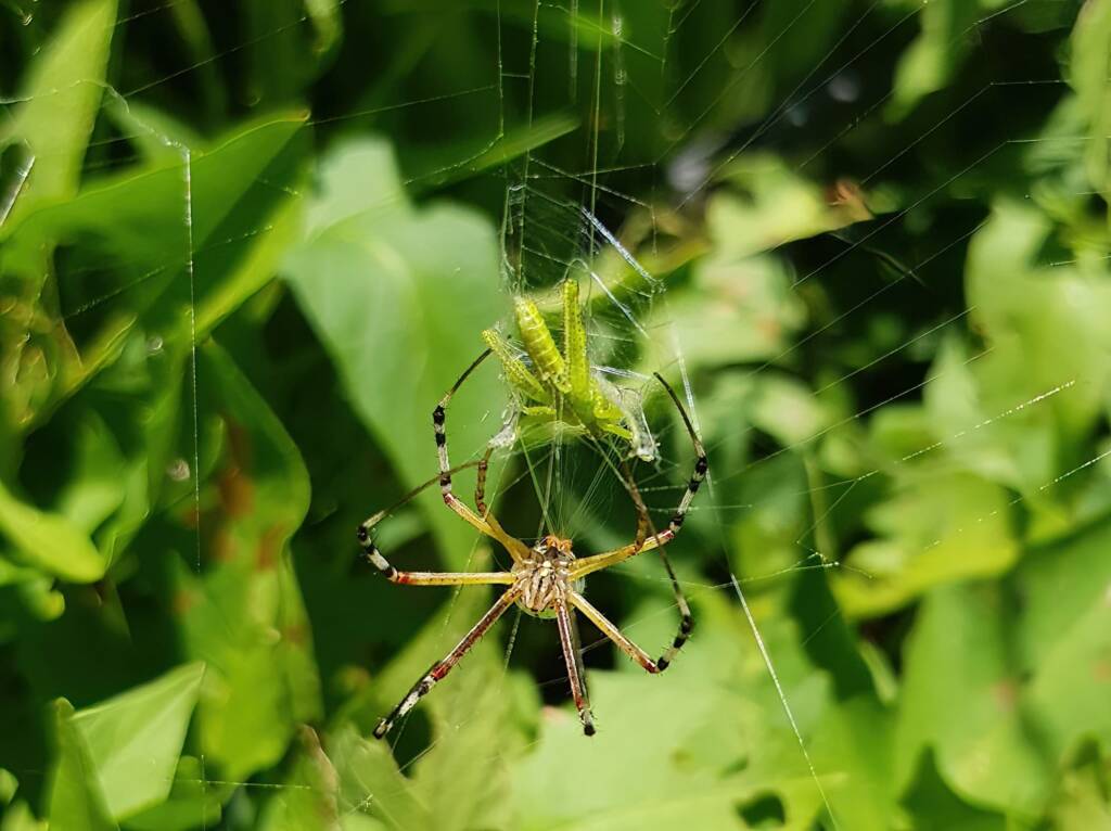 Long-tailed St. Andrews Cross Spider (Argiope protensa) with grasshopper, Alice Springs NT