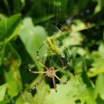 Long-tailed St. Andrews Cross Spider (Argiope protensa) with grasshopper, Alice Springs NT
