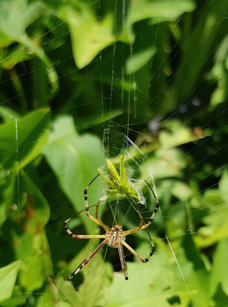 Long-tailed St. Andrews Cross Spider (Argiope protensa) with grasshopper, Alice Springs NT