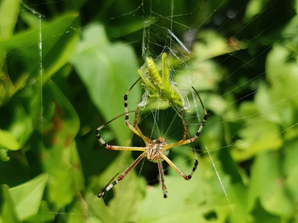 Long-tailed St. Andrews Cross Spider (Argiope protensa) with grasshopper, Alice Springs NT