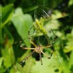 Long-tailed St. Andrews Cross Spider (Argiope protensa) with grasshopper, Alice Springs NT