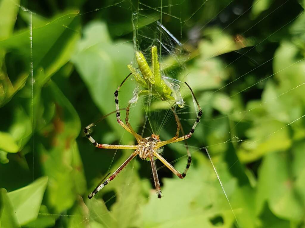 Long-tailed St. Andrews Cross Spider (Argiope protensa) with grasshopper, Alice Springs NT