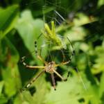 Long-tailed St. Andrews Cross Spider (Argiope protensa) with grasshopper, Alice Springs NT
