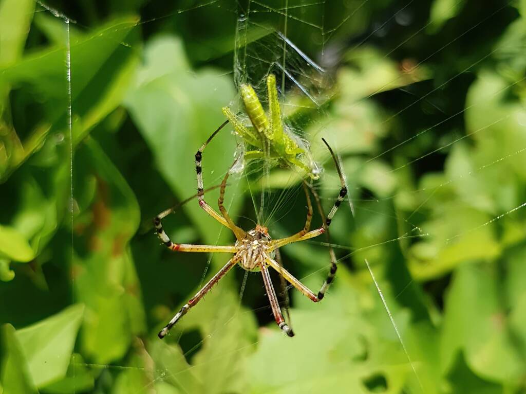 Long-tailed St. Andrews Cross Spider (Argiope protensa) with grasshopper, Alice Springs NT