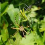 Long-tailed St. Andrews Cross Spider (Argiope protensa) with grasshopper, Alice Springs NT