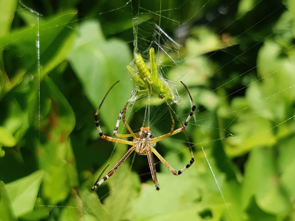 Long-tailed St. Andrews Cross Spider (Argiope protensa) with grasshopper, Alice Springs NT