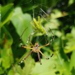 Long-tailed St. Andrews Cross Spider (Argiope protensa) with grasshopper, Alice Springs NT