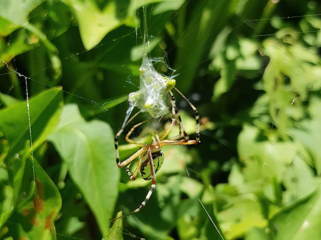 Long-tailed St. Andrews Cross Spider (Argiope protensa) with grasshopper, Alice Springs NT
