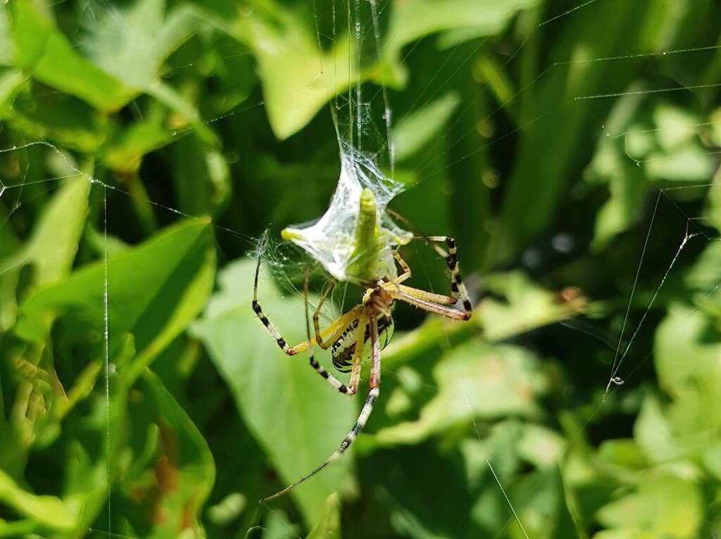 Long-tailed St. Andrews Cross Spider (Argiope protensa) with grasshopper, Alice Springs NT