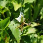 Long-tailed St. Andrews Cross Spider (Argiope protensa) with grasshopper, Alice Springs NT