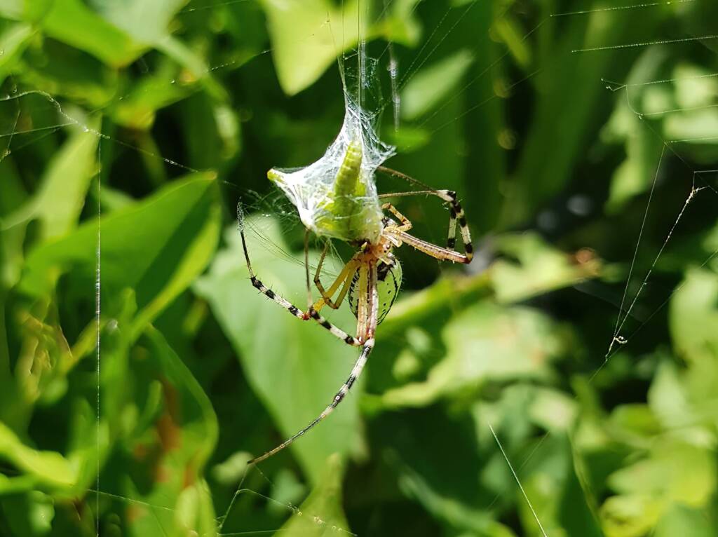 Long-tailed St. Andrews Cross Spider (Argiope protensa) with grasshopper, Alice Springs NT