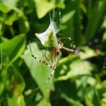 Long-tailed St. Andrews Cross Spider (Argiope protensa) with grasshopper, Alice Springs NT