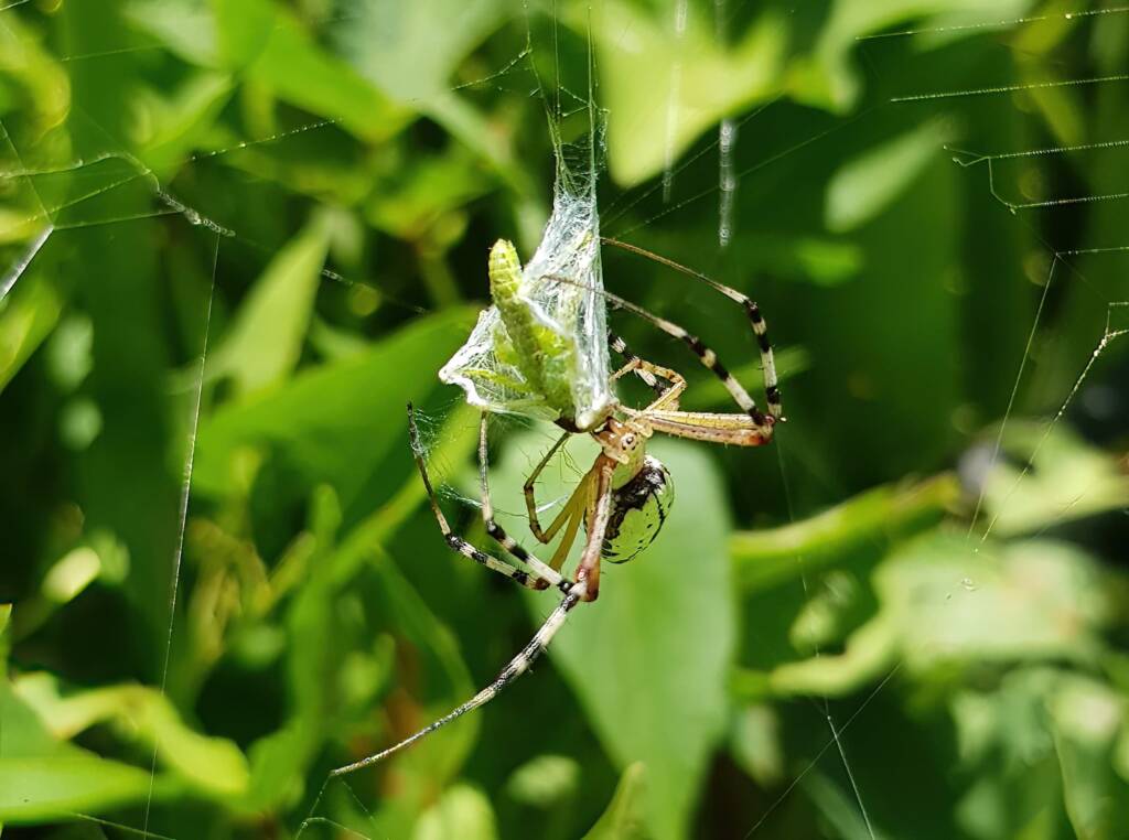 Long-tailed St. Andrews Cross Spider (Argiope protensa) with grasshopper, Alice Springs NT