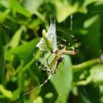 Long-tailed St. Andrews Cross Spider (Argiope protensa) with grasshopper, Alice Springs NT