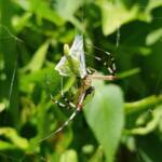 Long-tailed St. Andrews Cross Spider (Argiope protensa) with grasshopper, Alice Springs NT