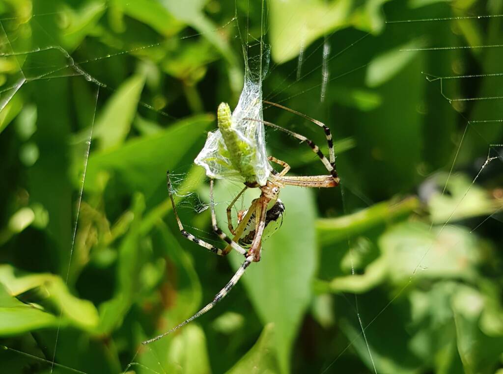 Long-tailed St. Andrews Cross Spider (Argiope protensa) with grasshopper, Alice Springs NT