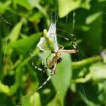 Long-tailed St. Andrews Cross Spider (Argiope protensa) with grasshopper, Alice Springs NT