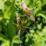 Long-tailed St. Andrews Cross Spider (Argiope protensa) with grasshopper, Alice Springs NT