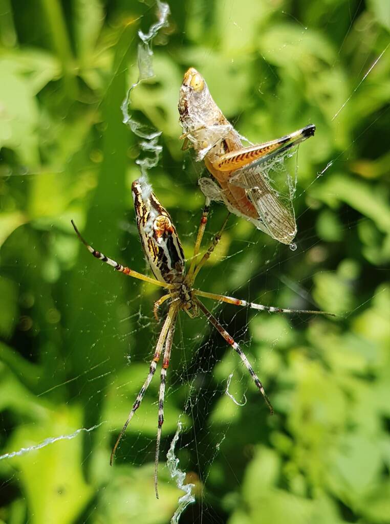 Long-tailed St. Andrews Cross Spider (Argiope protensa) with grasshopper, Alice Springs NT