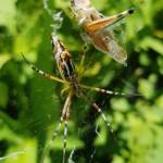 Long-tailed St. Andrews Cross Spider (Argiope protensa) with grasshopper, Alice Springs NT