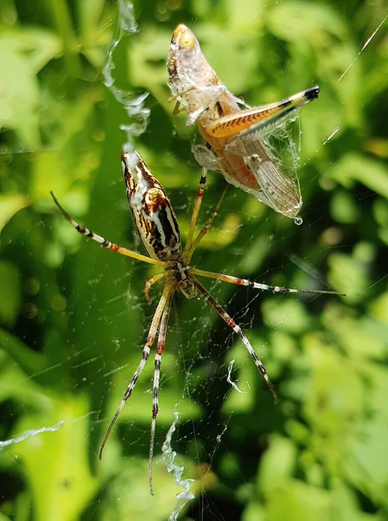 Long-tailed St. Andrews Cross Spider (Argiope protensa) with grasshopper, Alice Springs NT