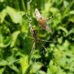 Long-tailed St. Andrews Cross Spider (Argiope protensa) with grasshopper, Alice Springs NT