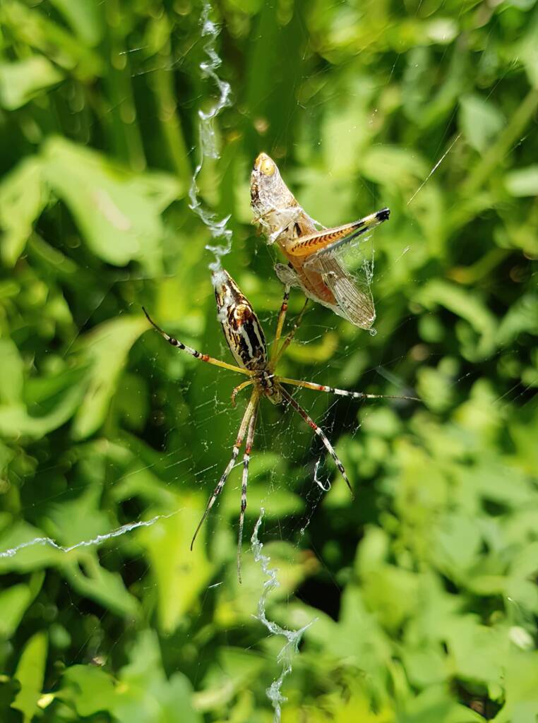 Long-tailed St. Andrews Cross Spider (Argiope protensa) with grasshopper, Alice Springs NT