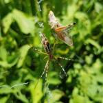 Long-tailed St. Andrews Cross Spider (Argiope protensa) with grasshopper, Alice Springs NT