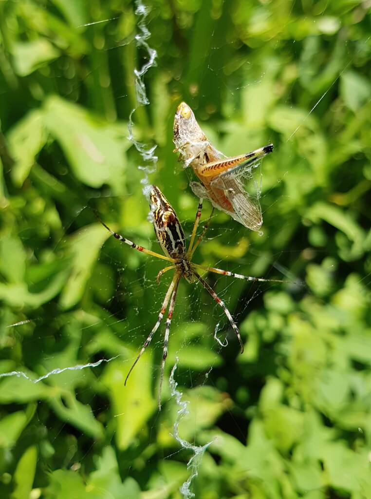 Long-tailed St. Andrews Cross Spider (Argiope protensa) with grasshopper, Alice Springs NT